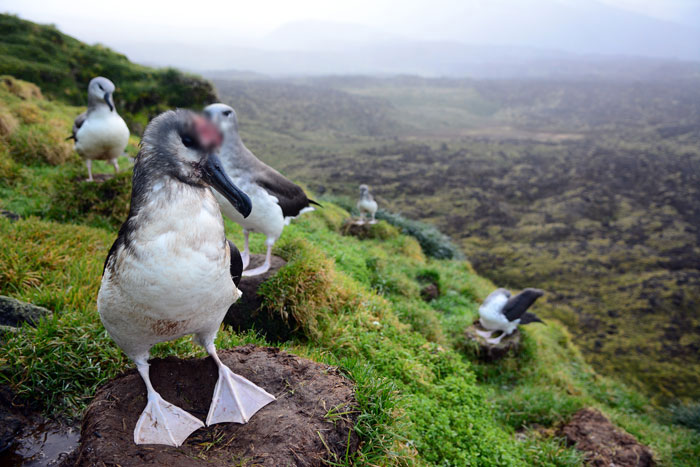 Officials Decide To Drop 600 Tons Of Pesticide On Island To Save Birds From Being Eaten Alive Officials Decide To Drop 600 Tons Of Pesticide On Island To Save Birds From Being Eaten Alive
