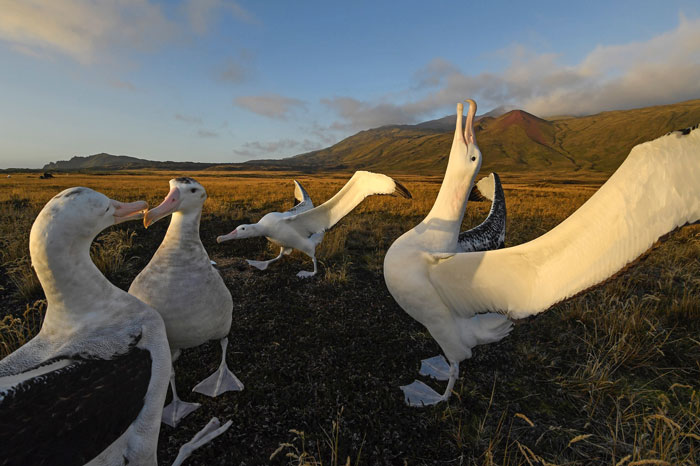 Officials Decide To Drop 600 Tons Of Pesticide On Island To Save Birds From Being Eaten Alive Officials Decide To Drop 600 Tons Of Pesticide On Island To Save Birds From Being Eaten Alive