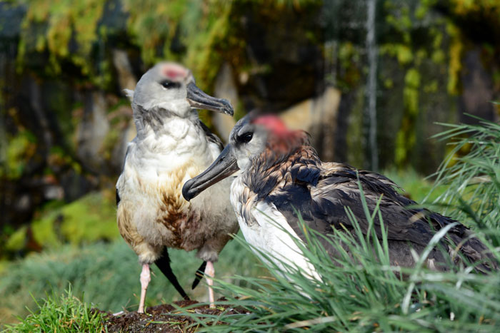 Officials Decide To Drop 600 Tons Of Pesticide On Island To Save Birds From Being Eaten Alive Officials Decide To Drop 600 Tons Of Pesticide On Island To Save Birds From Being Eaten Alive