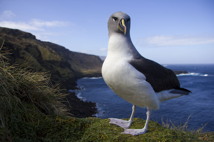 Officials Decide To Drop 600 Tons Of Pesticide On Island To Save Birds From Being Eaten Alive Officials Decide To Drop 600 Tons Of Pesticide On Island To Save Birds From Being Eaten Alive