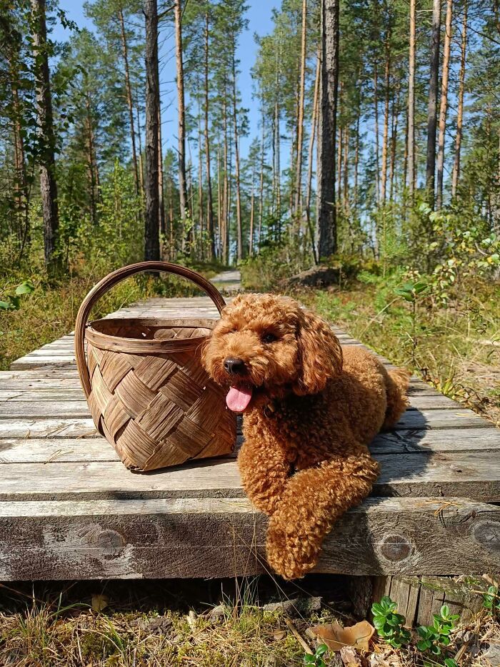 Hey Pandas, Show Off Your Adorable Pups For International Dog Day (Closed) Hey Pandas, Show Off Your Adorable Pups For International Dog Day (Closed)