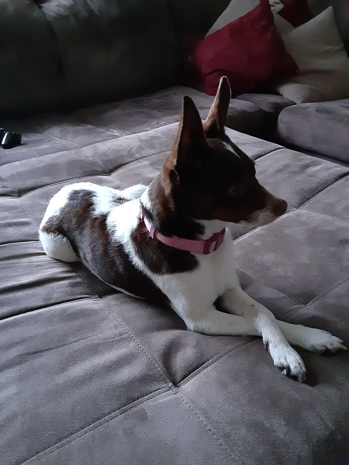 Hey Pandas, Show Off Your Adorable Pups For International Dog Day (Closed) Hey Pandas, Show Off Your Adorable Pups For International Dog Day (Closed)