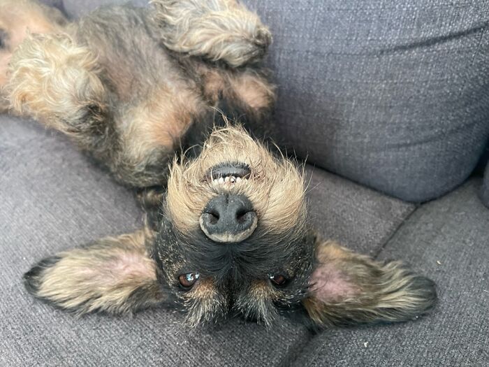 Hey Pandas, Show Off Your Adorable Pups For International Dog Day (Closed) Hey Pandas, Show Off Your Adorable Pups For International Dog Day (Closed)