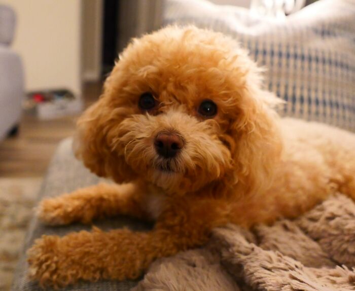 Hey Pandas, Show Off Your Adorable Pups For International Dog Day (Closed) Hey Pandas, Show Off Your Adorable Pups For International Dog Day (Closed)