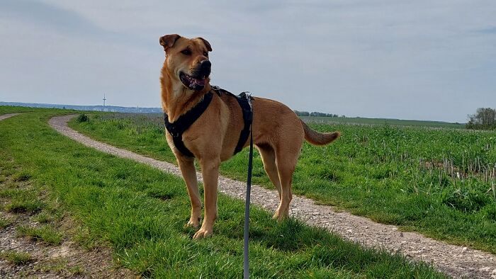 Hey Pandas, Show Off Your Adorable Pups For International Dog Day (Closed) Hey Pandas, Show Off Your Adorable Pups For International Dog Day (Closed)