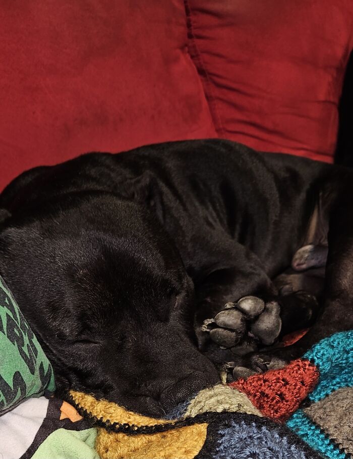 Hey Pandas, Show Off Your Adorable Pups For International Dog Day (Closed) Hey Pandas, Show Off Your Adorable Pups For International Dog Day (Closed)