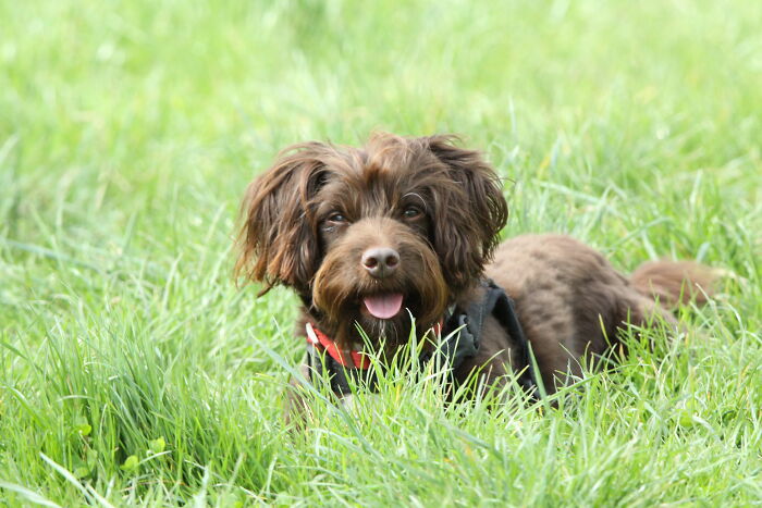 Hey Pandas, Show Off Your Adorable Pups For International Dog Day (Closed) Hey Pandas, Show Off Your Adorable Pups For International Dog Day (Closed)