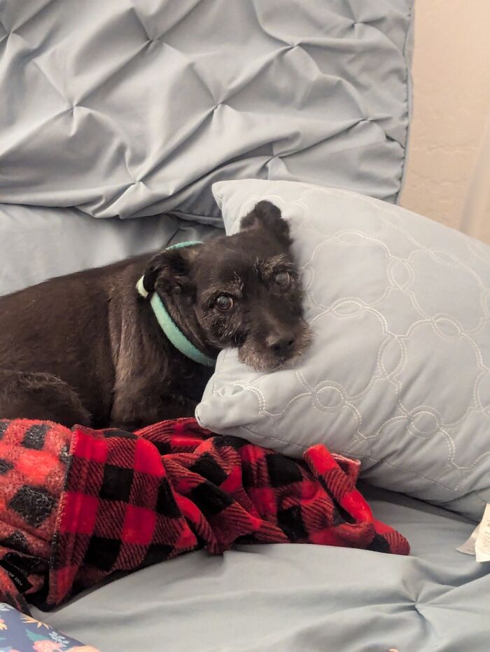 Hey Pandas, Show Off Your Adorable Pups For International Dog Day (Closed) Hey Pandas, Show Off Your Adorable Pups For International Dog Day (Closed)