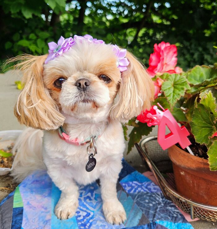 Hey Pandas, Show Off Your Adorable Pups For International Dog Day (Closed) Hey Pandas, Show Off Your Adorable Pups For International Dog Day (Closed)