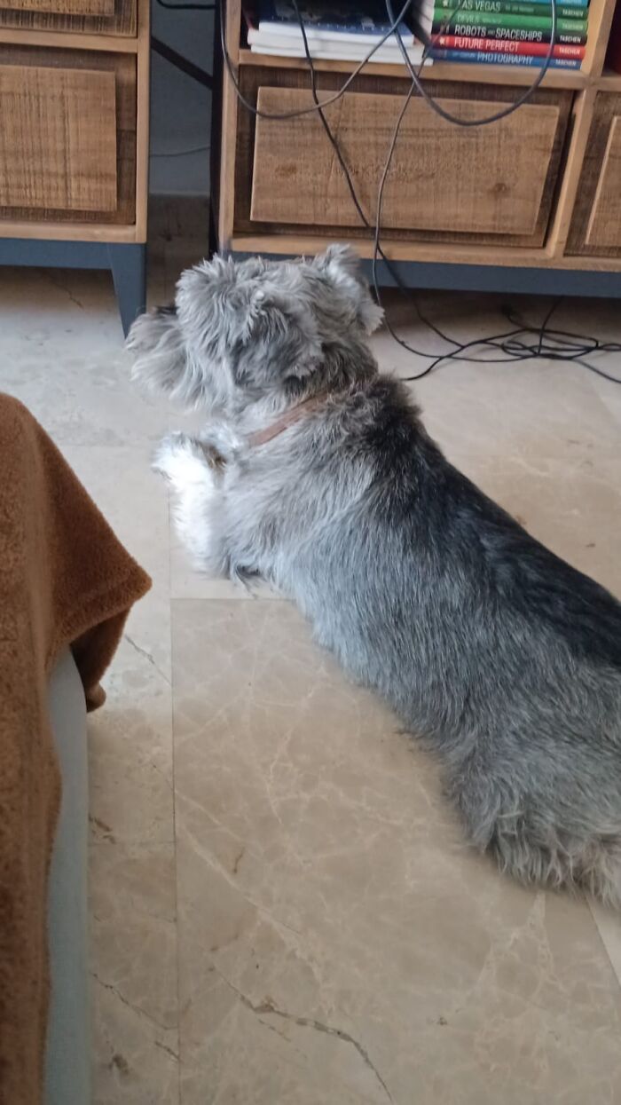 Hey Pandas, Show Off Your Adorable Pups For International Dog Day (Closed) Hey Pandas, Show Off Your Adorable Pups For International Dog Day (Closed)