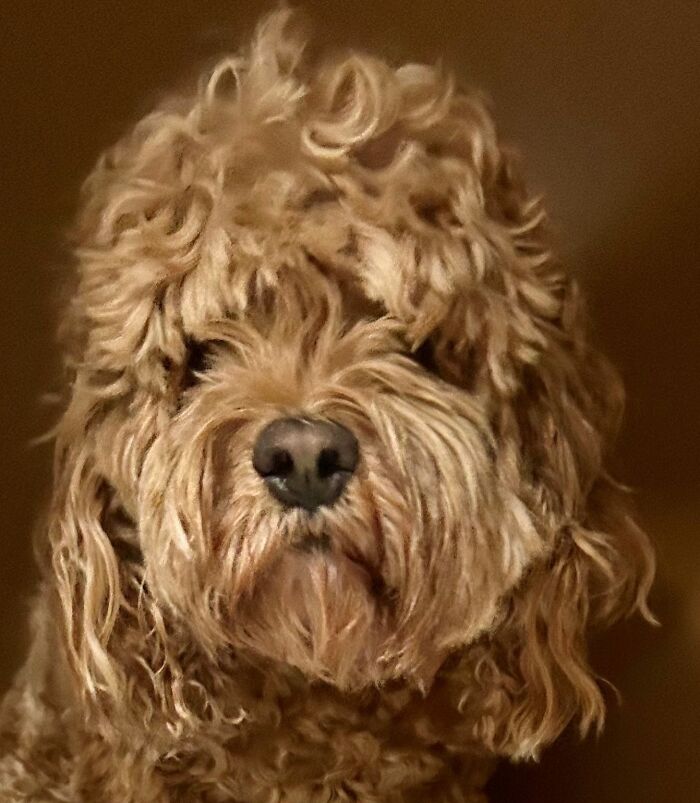 Hey Pandas, Show Off Your Adorable Pups For International Dog Day (Closed) Hey Pandas, Show Off Your Adorable Pups For International Dog Day (Closed)