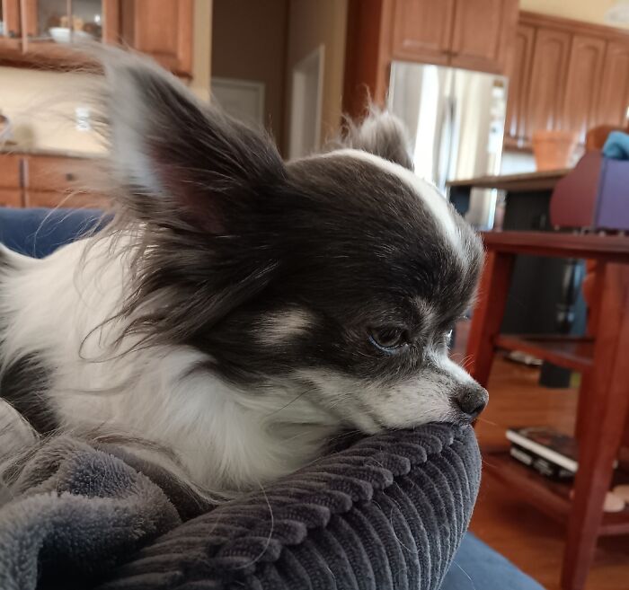 Hey Pandas, Show Off Your Adorable Pups For International Dog Day (Closed) Hey Pandas, Show Off Your Adorable Pups For International Dog Day (Closed)