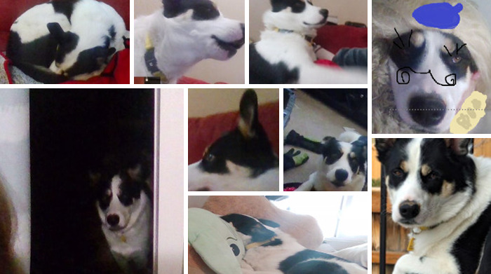 Hey Pandas, Show Off Your Adorable Pups For International Dog Day (Closed) Hey Pandas, Show Off Your Adorable Pups For International Dog Day (Closed)