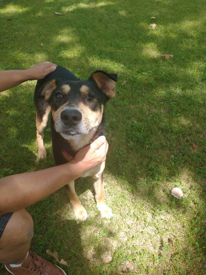 Hey Pandas, Show Off Your Adorable Pups For International Dog Day (Closed) Hey Pandas, Show Off Your Adorable Pups For International Dog Day (Closed)