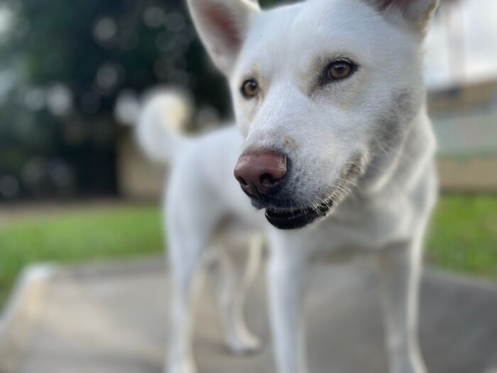 Hey Pandas, Show Off Your Adorable Pups For International Dog Day (Closed) Hey Pandas, Show Off Your Adorable Pups For International Dog Day (Closed)