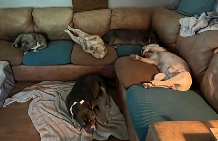 Hey Pandas, Show Off Your Adorable Pups For International Dog Day (Closed) Hey Pandas, Show Off Your Adorable Pups For International Dog Day (Closed)