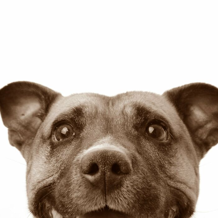 Hey Pandas, Show Off Your Adorable Pups For International Dog Day (Closed) Hey Pandas, Show Off Your Adorable Pups For International Dog Day (Closed)