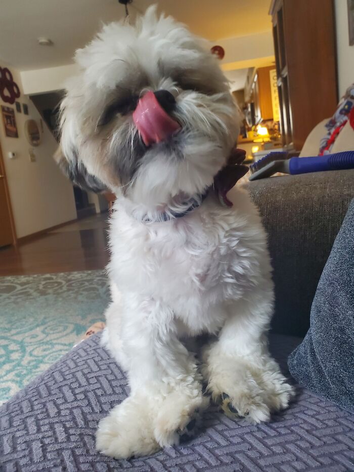 Hey Pandas, Show Off Your Adorable Pups For International Dog Day (Closed) Hey Pandas, Show Off Your Adorable Pups For International Dog Day (Closed)