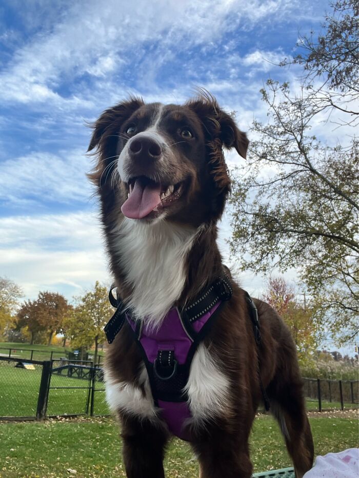 Hey Pandas, Show Off Your Adorable Pups For International Dog Day (Closed) Hey Pandas, Show Off Your Adorable Pups For International Dog Day (Closed)