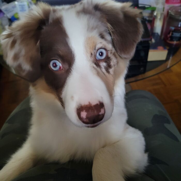 Hey Pandas, Show Off Your Adorable Pups For International Dog Day (Closed) Hey Pandas, Show Off Your Adorable Pups For International Dog Day (Closed)