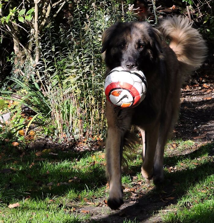 Hey Pandas, Show Off Your Adorable Pups For International Dog Day (Closed) Hey Pandas, Show Off Your Adorable Pups For International Dog Day (Closed)