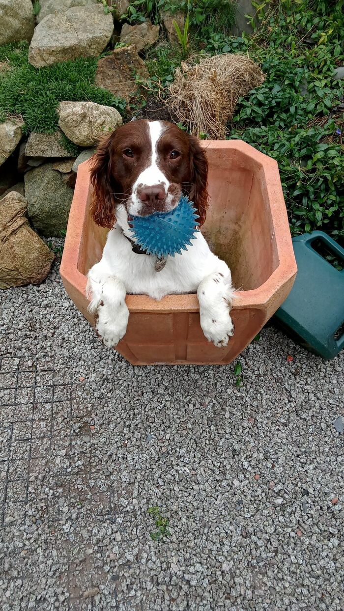 Hey Pandas, Show Off Your Adorable Pups For International Dog Day (Closed) Hey Pandas, Show Off Your Adorable Pups For International Dog Day (Closed)