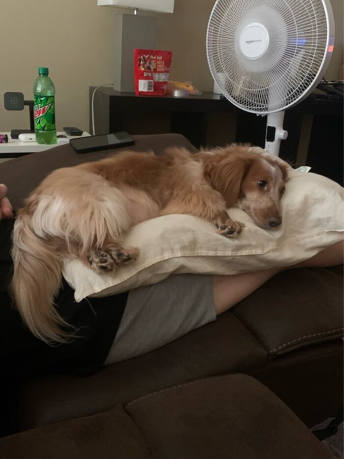 Hey Pandas, Show Off Your Adorable Pups For International Dog Day (Closed) Hey Pandas, Show Off Your Adorable Pups For International Dog Day (Closed)