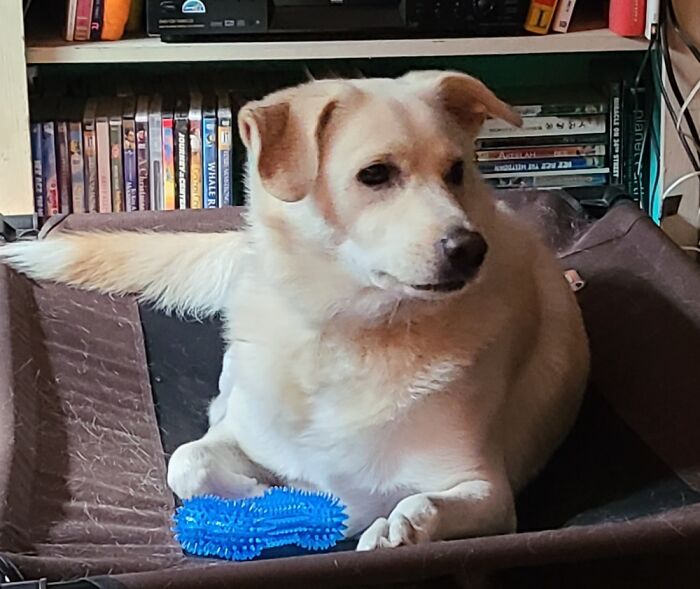 Hey Pandas, Show Off Your Adorable Pups For International Dog Day (Closed) Hey Pandas, Show Off Your Adorable Pups For International Dog Day (Closed)