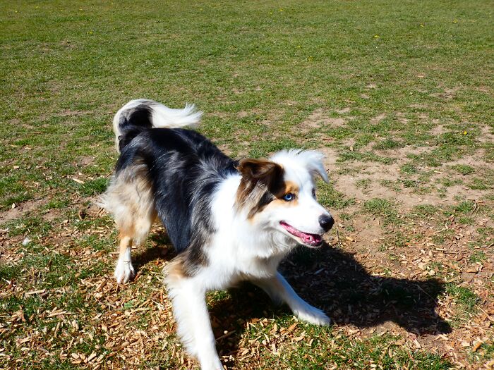 Hey Pandas, Show Off Your Adorable Pups For International Dog Day (Closed) Hey Pandas, Show Off Your Adorable Pups For International Dog Day (Closed)