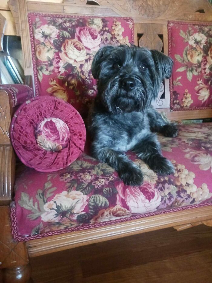 Hey Pandas, Show Off Your Adorable Pups For International Dog Day (Closed) Hey Pandas, Show Off Your Adorable Pups For International Dog Day (Closed)