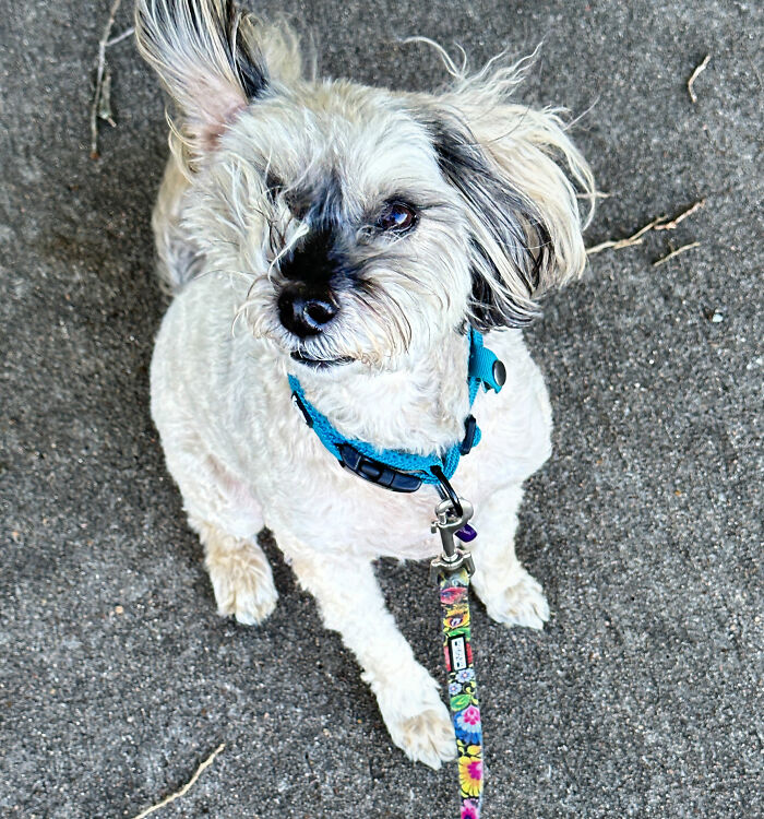 Hey Pandas, Show Off Your Adorable Pups For International Dog Day (Closed) Hey Pandas, Show Off Your Adorable Pups For International Dog Day (Closed)