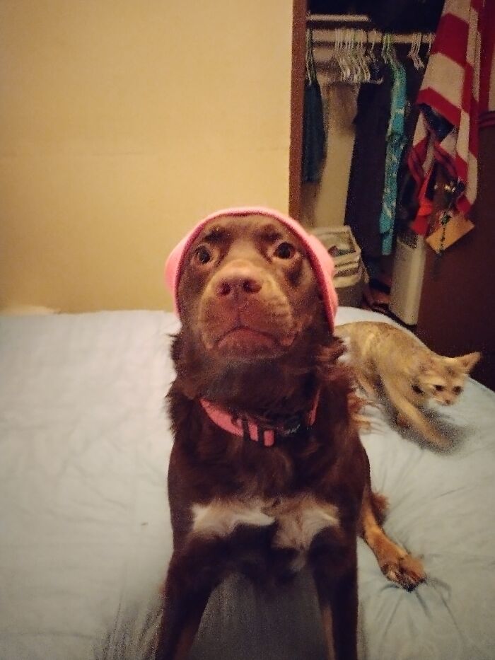 Hey Pandas, Show Off Your Adorable Pups For International Dog Day (Closed) Hey Pandas, Show Off Your Adorable Pups For International Dog Day (Closed)