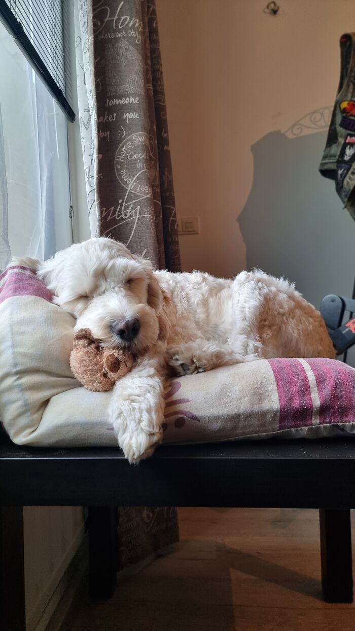 Hey Pandas, Show Off Your Adorable Pups For International Dog Day (Closed) Hey Pandas, Show Off Your Adorable Pups For International Dog Day (Closed)