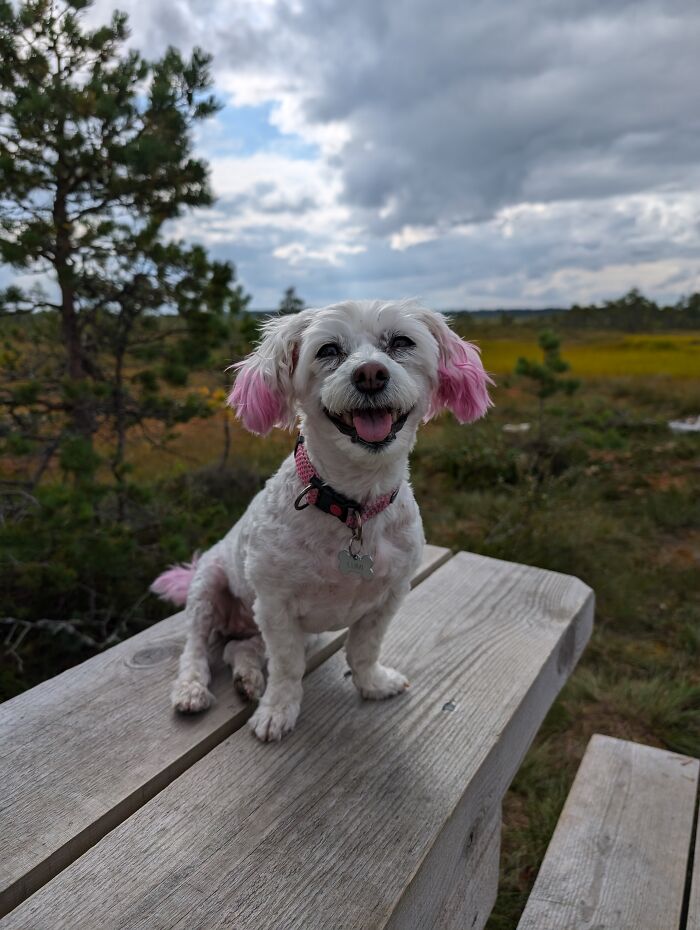 Hey Pandas, Show Off Your Adorable Pups For International Dog Day (Closed) Hey Pandas, Show Off Your Adorable Pups For International Dog Day (Closed)