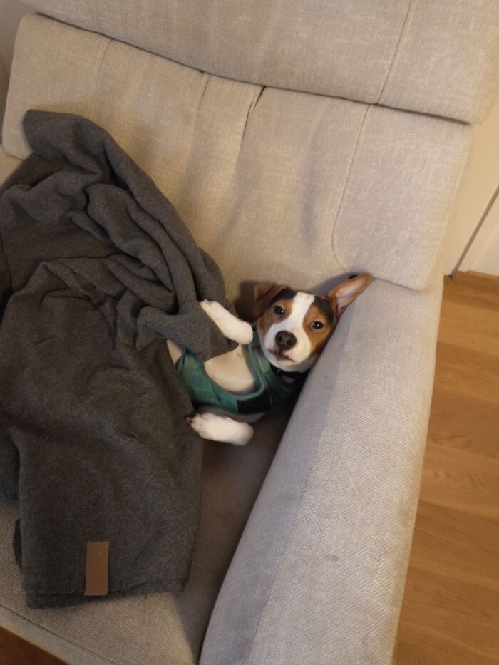 Hey Pandas, Show Off Your Adorable Pups For International Dog Day (Closed) Hey Pandas, Show Off Your Adorable Pups For International Dog Day (Closed)