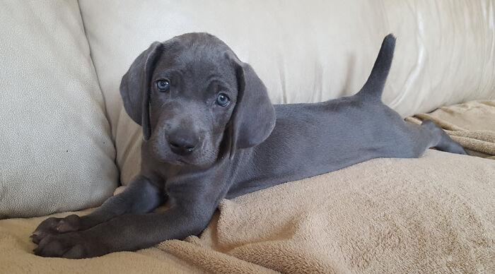 Hey Pandas, Show Off Your Adorable Pups For International Dog Day (Closed) Hey Pandas, Show Off Your Adorable Pups For International Dog Day (Closed)