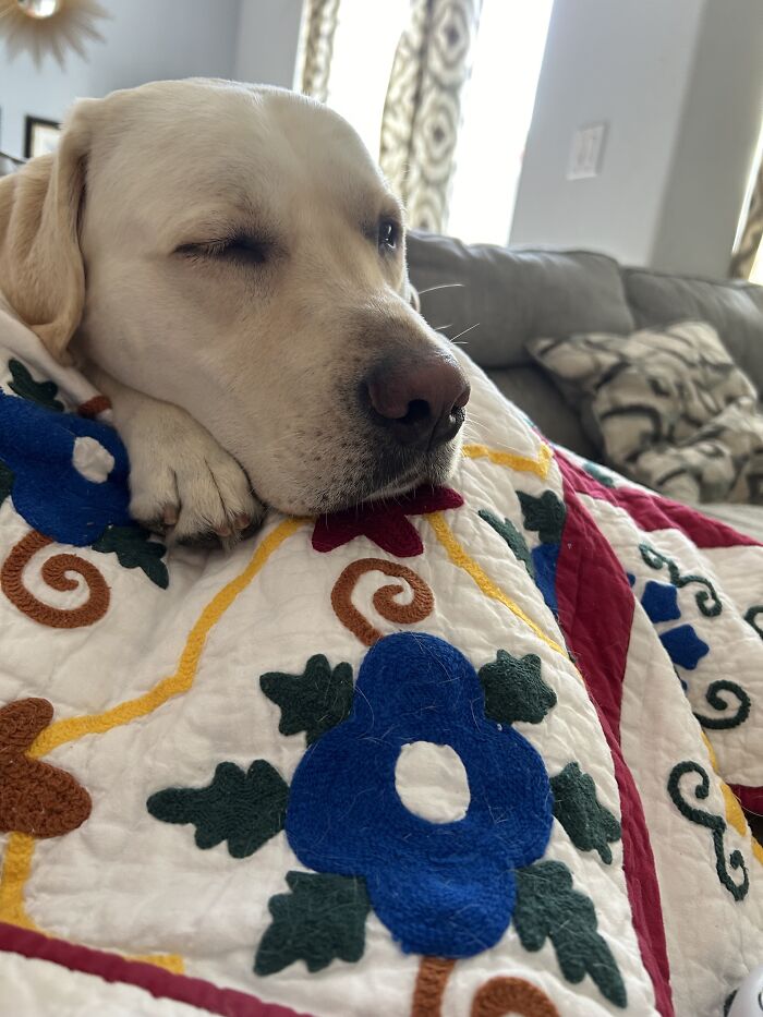 Hey Pandas, Show Off Your Adorable Pups For International Dog Day (Closed) Hey Pandas, Show Off Your Adorable Pups For International Dog Day (Closed)