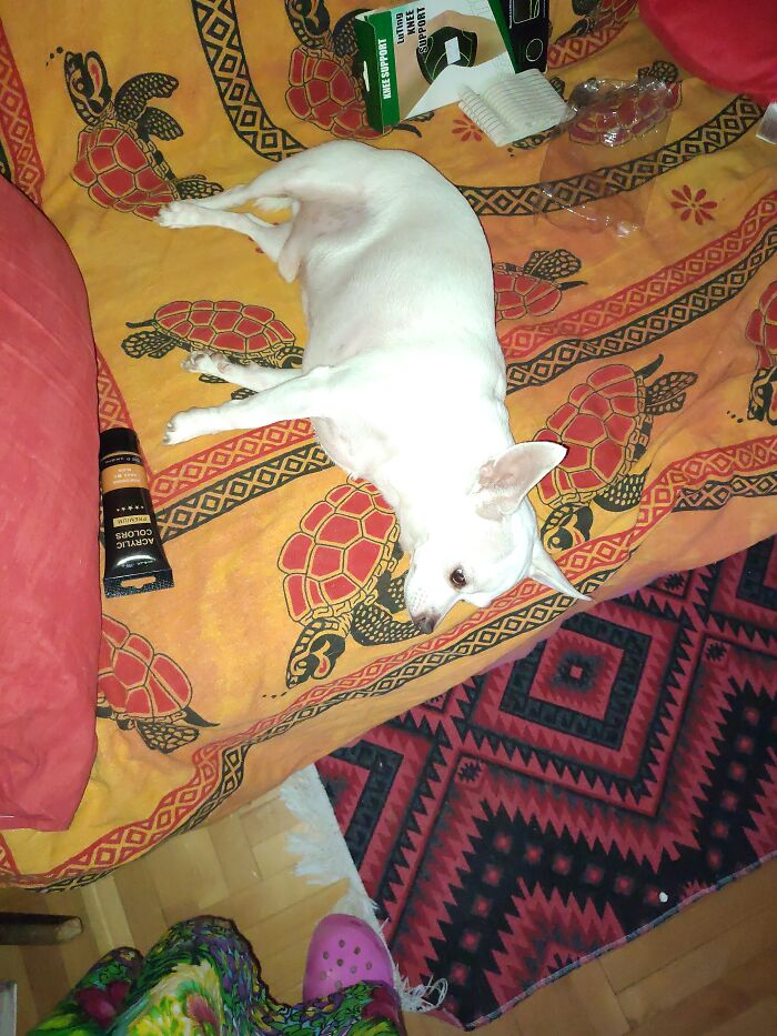 Hey Pandas, Show Off Your Adorable Pups For International Dog Day (Closed) Hey Pandas, Show Off Your Adorable Pups For International Dog Day (Closed)