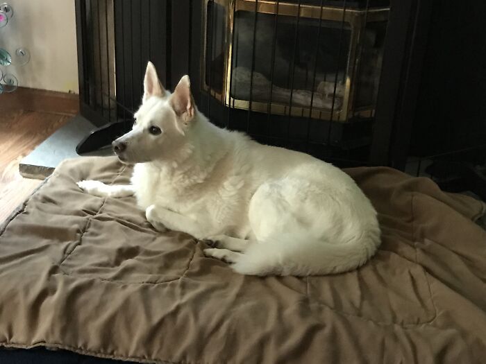 Hey Pandas, Show Off Your Adorable Pups For International Dog Day (Closed) Hey Pandas, Show Off Your Adorable Pups For International Dog Day (Closed)