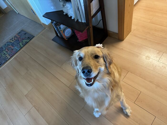 Hey Pandas, Show Off Your Adorable Pups For International Dog Day (Closed) Hey Pandas, Show Off Your Adorable Pups For International Dog Day (Closed)