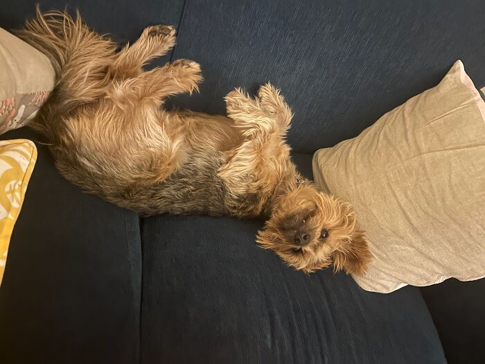 Hey Pandas, Show Off Your Adorable Pups For International Dog Day (Closed) Hey Pandas, Show Off Your Adorable Pups For International Dog Day (Closed)