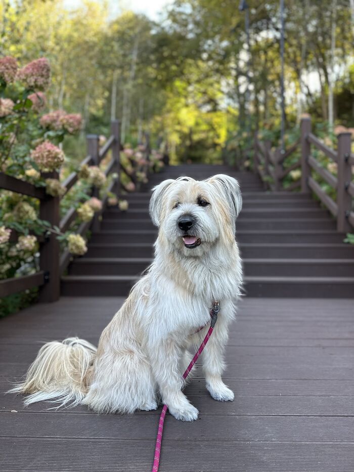 Hey Pandas, Show Off Your Adorable Pups For International Dog Day (Closed) Hey Pandas, Show Off Your Adorable Pups For International Dog Day (Closed)