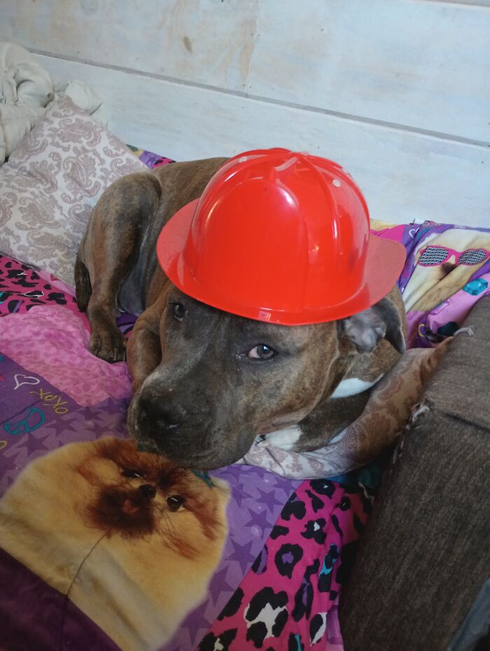 Hey Pandas, Show Off Your Adorable Pups For International Dog Day (Closed) Hey Pandas, Show Off Your Adorable Pups For International Dog Day (Closed)