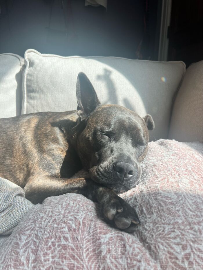 Hey Pandas, Show Off Your Adorable Pups For International Dog Day (Closed) Hey Pandas, Show Off Your Adorable Pups For International Dog Day (Closed)