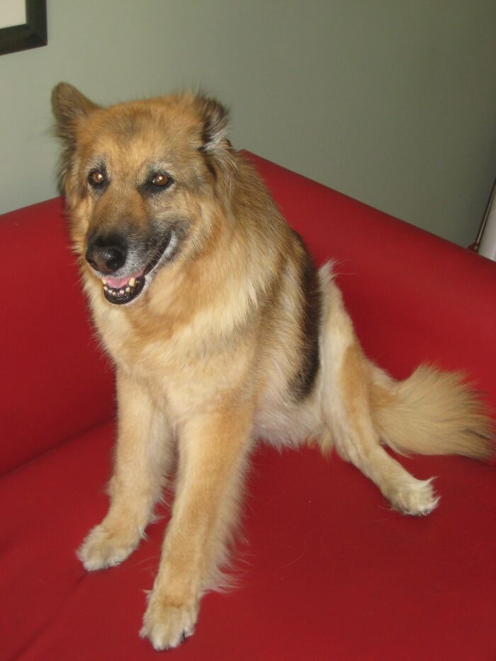 Hey Pandas, Show Off Your Adorable Pups For International Dog Day (Closed) Hey Pandas, Show Off Your Adorable Pups For International Dog Day (Closed)