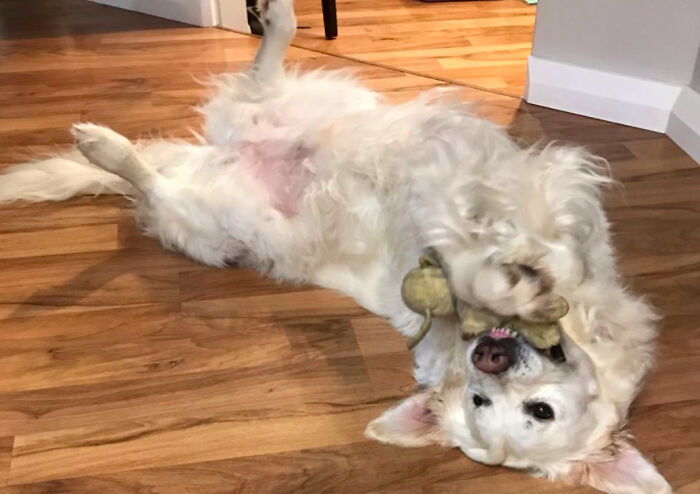 Hey Pandas, Show Off Your Adorable Pups For International Dog Day (Closed) Hey Pandas, Show Off Your Adorable Pups For International Dog Day (Closed)