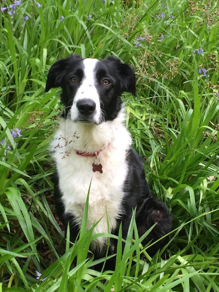 Hey Pandas, Show Off Your Adorable Pups For International Dog Day (Closed) Hey Pandas, Show Off Your Adorable Pups For International Dog Day (Closed)