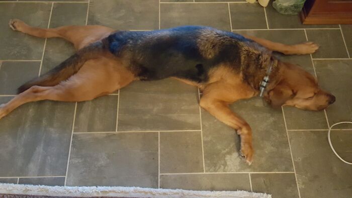 Hey Pandas, Show Off Your Adorable Pups For International Dog Day (Closed) Hey Pandas, Show Off Your Adorable Pups For International Dog Day (Closed)