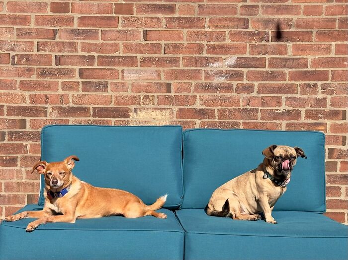 Hey Pandas, Show Off Your Adorable Pups For International Dog Day (Closed) Hey Pandas, Show Off Your Adorable Pups For International Dog Day (Closed)