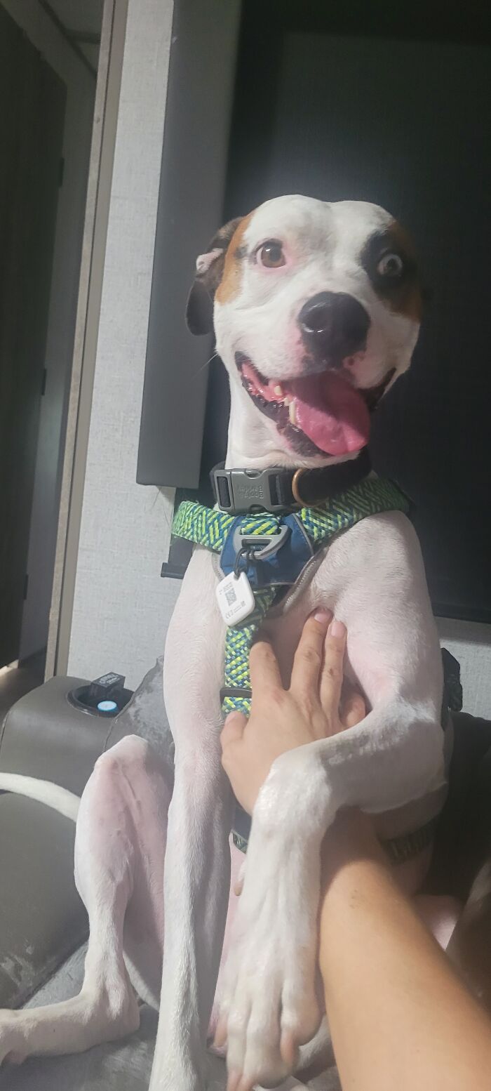 Hey Pandas, Show Off Your Adorable Pups For International Dog Day (Closed) Hey Pandas, Show Off Your Adorable Pups For International Dog Day (Closed)